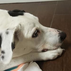 Meet your Posher, Dawn