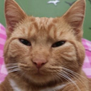 Meet your Posher, Tori