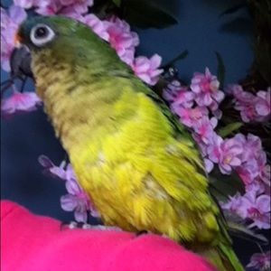 Meet your Posher, Nancy