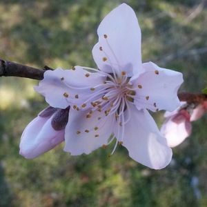 Meet your Posher, Angel