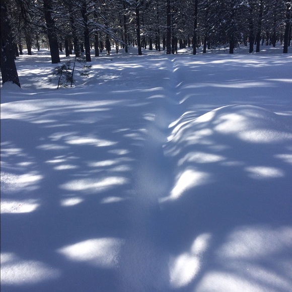 Meet your Posher, Trish