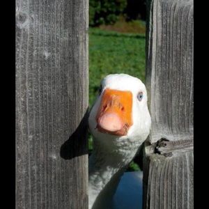 Meet your Posher, Judith