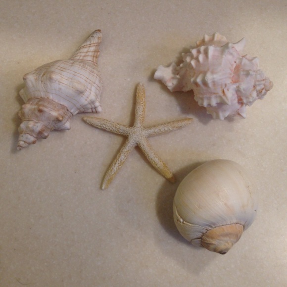 Decorative seashells and starfish - Picture 1 of 3