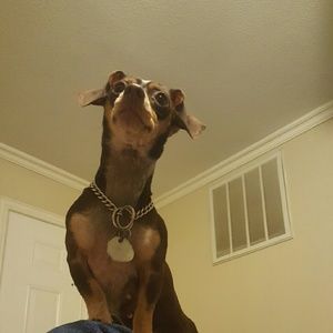 Meet your Posher, Hector