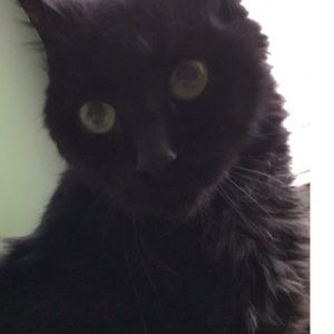 Meet your Posher, Lizzie