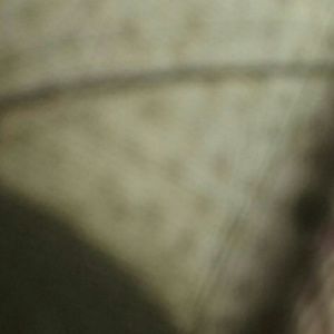 Meet your Posher, Ebony