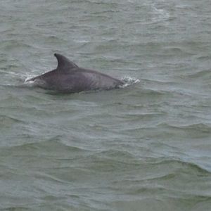 Meet your Posher, Claudia