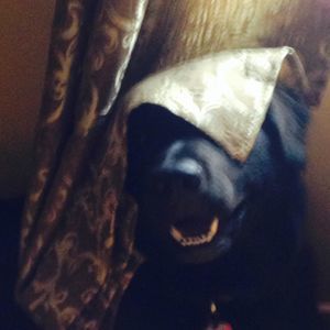 Meet your Posher, Heather