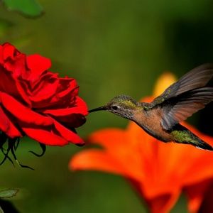 Meet your Posher, Rosemarie