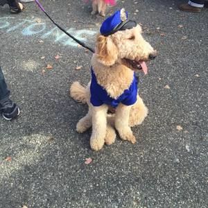 Meet your Posher, Rosa