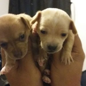 Meet your Posher, Sammy