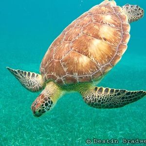 Meet your Posher, Kellynn