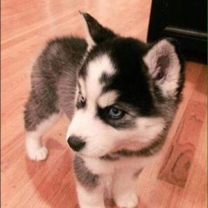 Meet your Posher, Gabriella