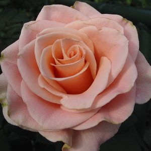 Meet your Posher, Brenna