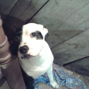 Meet your Posher, Bridgette