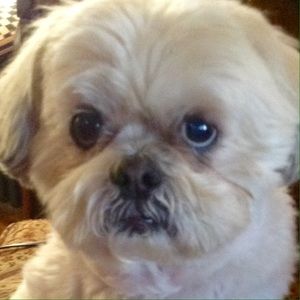 GIZMO not for sale😊❤️🎉😊❤️🎉😊❤️🎉