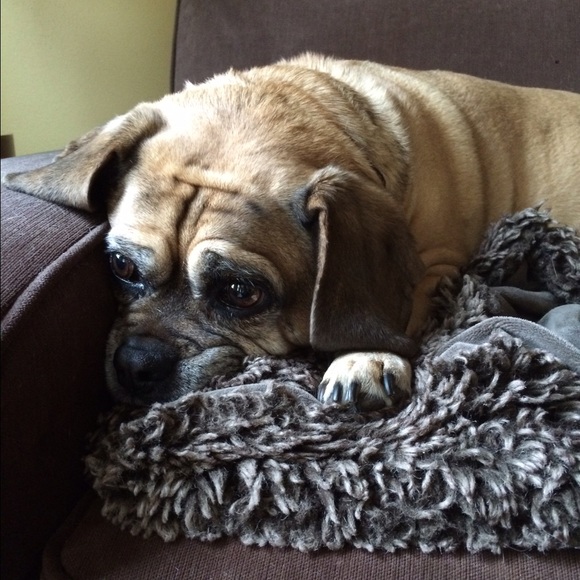 Meet your Posher, Anna - Picture 1 of 1