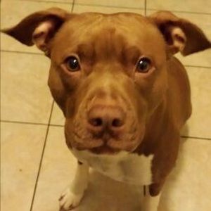 Meet your Posher, Jesse