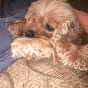 Meet your Posher, Kenedy