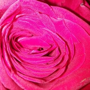 Meet your Posher, Claudia