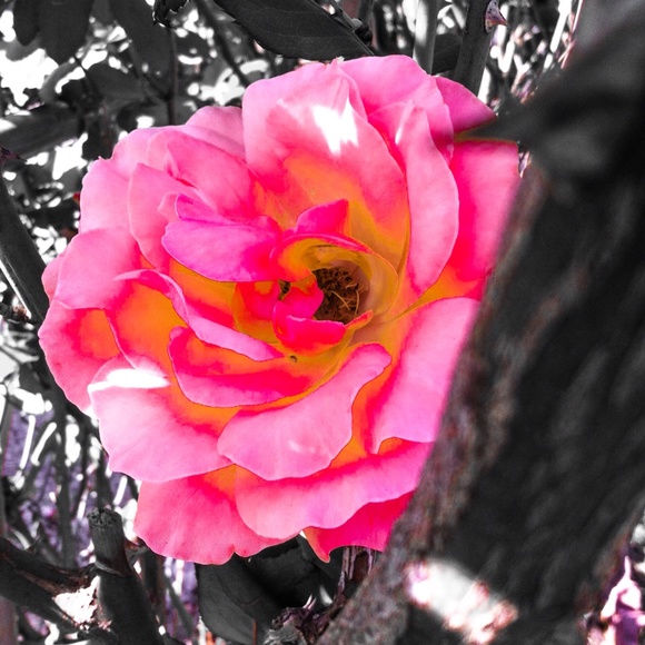 Meet your Posher, Susan - Picture 7 of 7