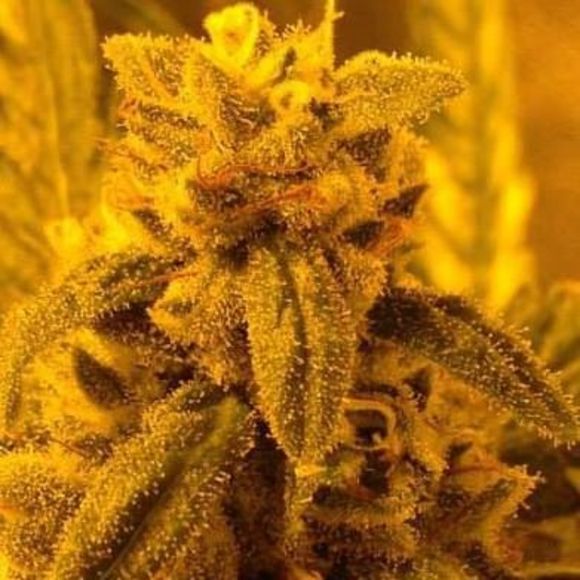 Meet your Posher, Harry - Picture 1 of 1