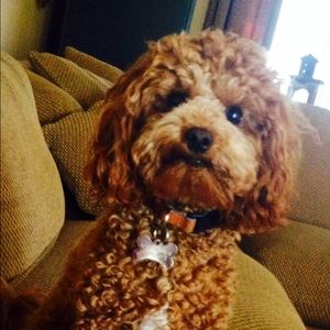 Meet your Posher, Donna