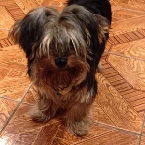 Meet your Posher, Alexis