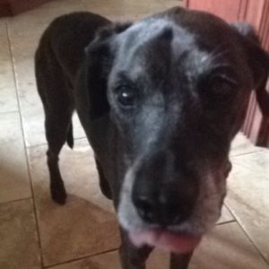 Meet your Posher, Shea