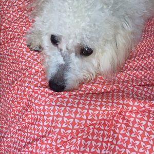 Meet your Posher, Tasha