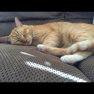 Meet your Posher, Bailee