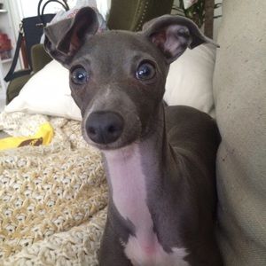 Meet your Posher, Ken