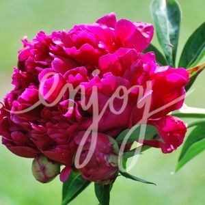 ❤️wallet for suzettemeyer