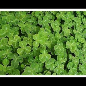 Meet your Posher, Jeanie