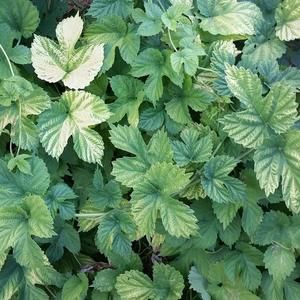 Meet your Posher, Meghan