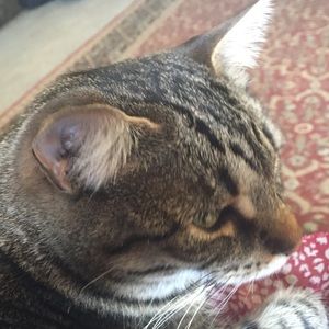 Meet your Posher, Susan