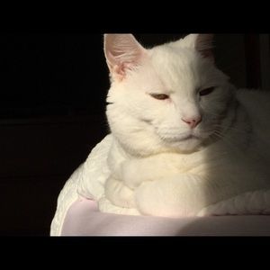 Meet your Posher, Amy