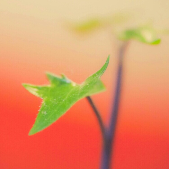 Meet your Posher, Myra