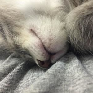 Meet your Posher, Suying