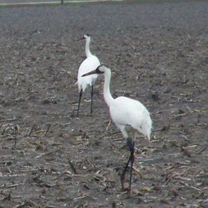 Meet your Posher, Linda kirby