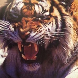 Meet your Posher, Dane