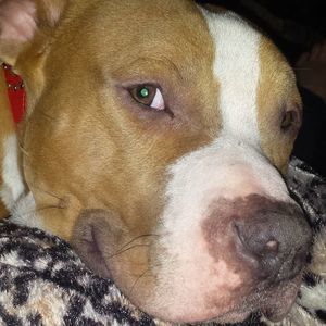 Meet your Posher, Anndraea