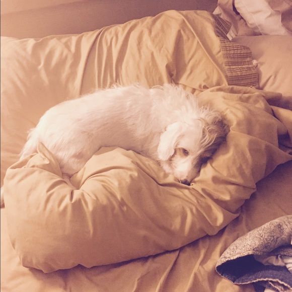 Meet your Posher, Allie - Picture 2 of 2