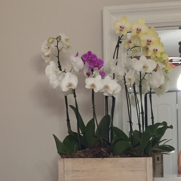 Meet your Posher, Joana