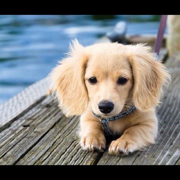 Meet your Posher, Shelby