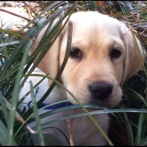 Meet your Posher, Abby