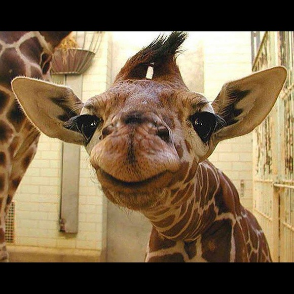 Meet your Posher, Tonya - Picture 1 of 1