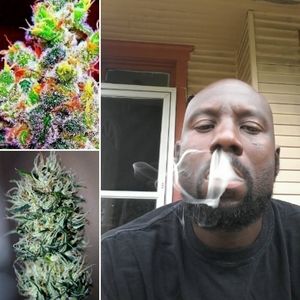 Meet your Posher, Shah dawud