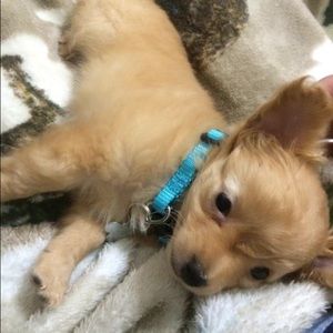 Meet your Posher, Alexis