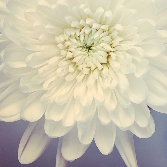 Meet your Posher, Debbie - Picture 2 of 2